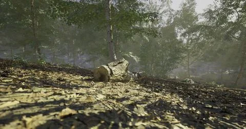 Quiet forest floor with fallen log and sunlight filtering through leaves Illustrazione stock