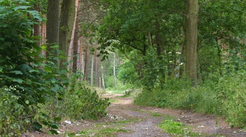 Quiet forest Video stock 51534658