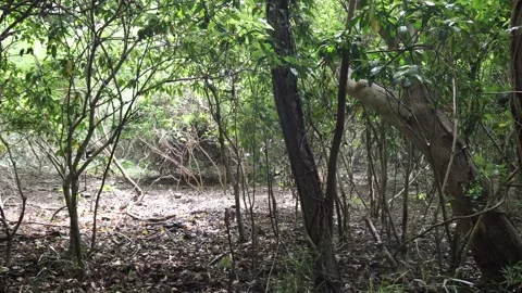 Quiet forest Stock Footage 319907914