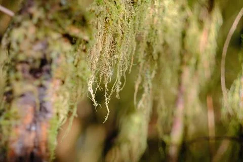 Quiet forest interior 12 Stock Photos