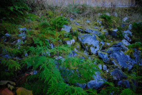 Quiet forest interior 3 Stock Photos