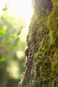 Quiet forest interior 5 Stock Photos