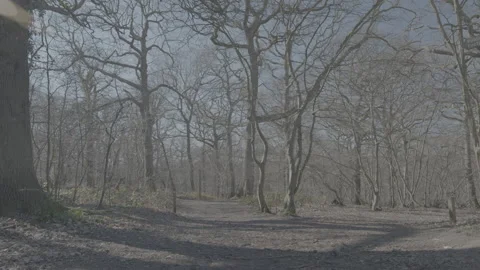 Quiet forest with leafless tree branch Stock Footage 219322927