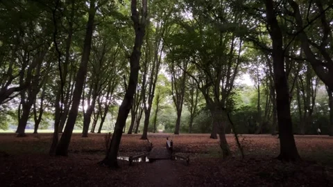 Quiet forest park with tall deciduous trees, dense green canopy, dark trunks 库存影片 345009940