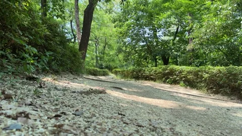 Quiet Forest Park Walking Trail Carpeted with Fallen Yellow Petals Stock Footage 338301280
