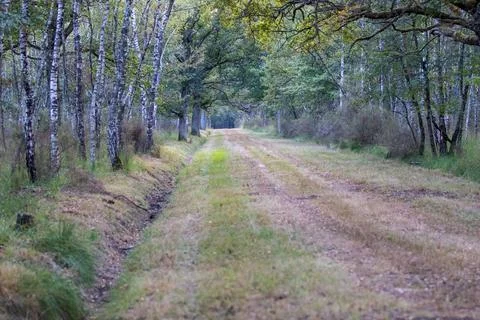 Quiet Forest Path Between Birch and Oak Trees – Atmospheric Natural Landscape Stock Photos