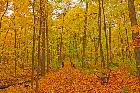 Quiet Forest Path in the Fall Stockfoto's