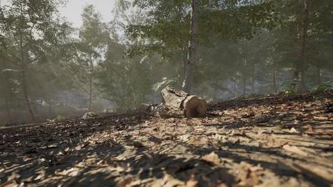 Quiet forest path with fallen log and dappled sunlight during early morning Stock Illustration