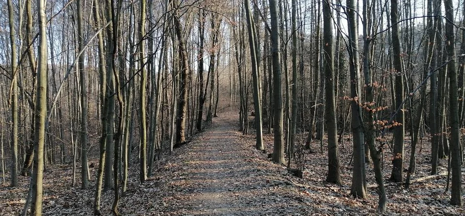 Quiet forest path lined with bare trees and fallen leaves in early spring. Stock Photos