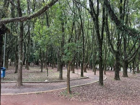 Quiet Forest Path Stock Photos