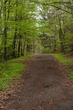 Quiet forest path in spring with fresh green leaves - vertical view of peaceful Stock Photos