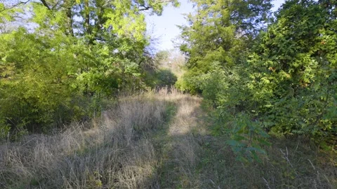 A quiet forest path surrounded by lush green trees and tall grass. Stock-Footage 296827491