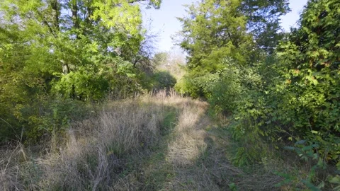 A quiet forest path surrounded by lush green trees and tall grass. Stock-Footage 297076345