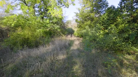 A quiet forest path surrounded by lush green trees and tall grass. Stock Footage 297887000