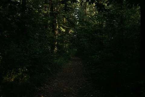 A quiet forest path surrounded by tall trees with vibrant green foliage Stock Photos