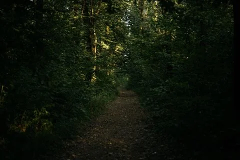 A quiet forest path surrounded by tall trees with vibrant green foliage Stock Photos