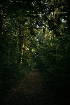A quiet forest path surrounded by tall trees with vibrant green foliage Stock Photos