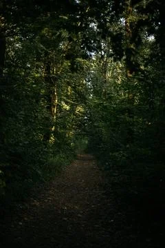 A quiet forest path surrounded by tall trees with vibrant green foliage Stock Photos