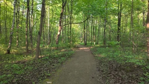 A quiet forest path winds through dense green trees. Stock Footage 334877222