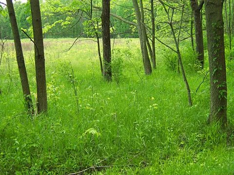 Quiet Forest Stock Photos