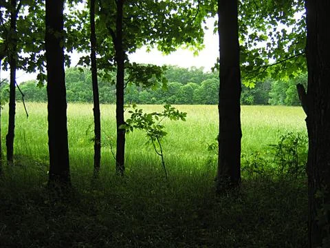 Quiet Forest Stock Photos