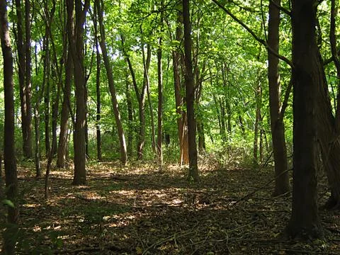 Quiet Forest Stock Photos