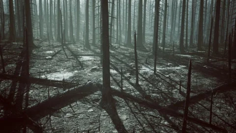Quiet forest of pine trees enveloped in mist and soft reflections Stock Footage 343620895