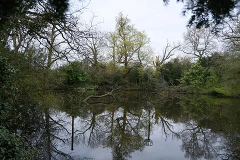 Quiet forest pond with reflections of bare trees and spring foliage 스톡 사진
