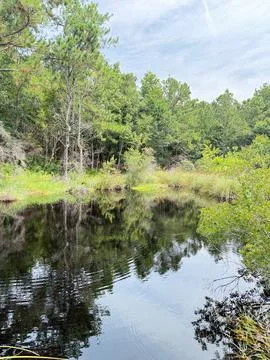 Quiet Forest Pond with Reflections Stock Photos