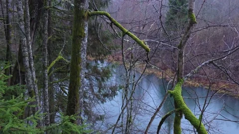 Quiet Forest Pond Seen Through Mossy Trees Stock Footage 325965250