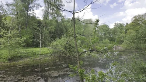 A quiet forest pond is surrounded by green trees Stock Footage 335028480