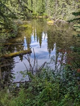 Quiet Forest Pond with Tree Reflections &amp; Lush Green Shoreline Foto stock