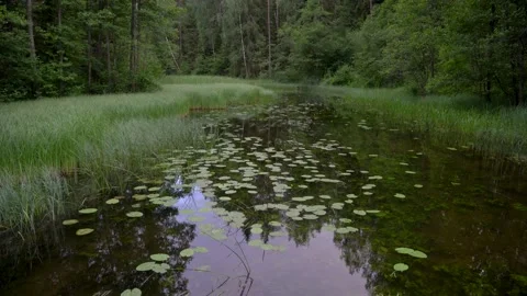 Quiet forest river in the evening 動画素材 135420593
