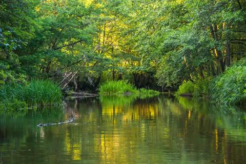 Quiet forest river in the evening Stock Photos
