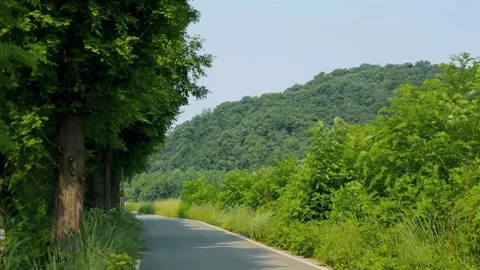Quiet forest road, countryside path view, lush green foliage Video stock 311683207