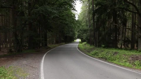 Quiet forest road disappearing into deep green woodland Stock Footage 338279019