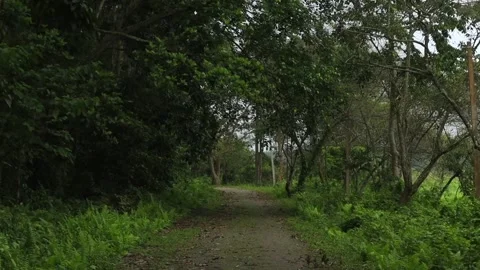 Quiet forest road winding through dense tropical woodland Stock-Footage 337928529