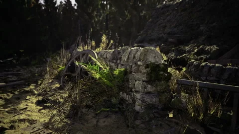 Quiet forest scene with damp stones and filtered gentle light Stock Footage 341588754