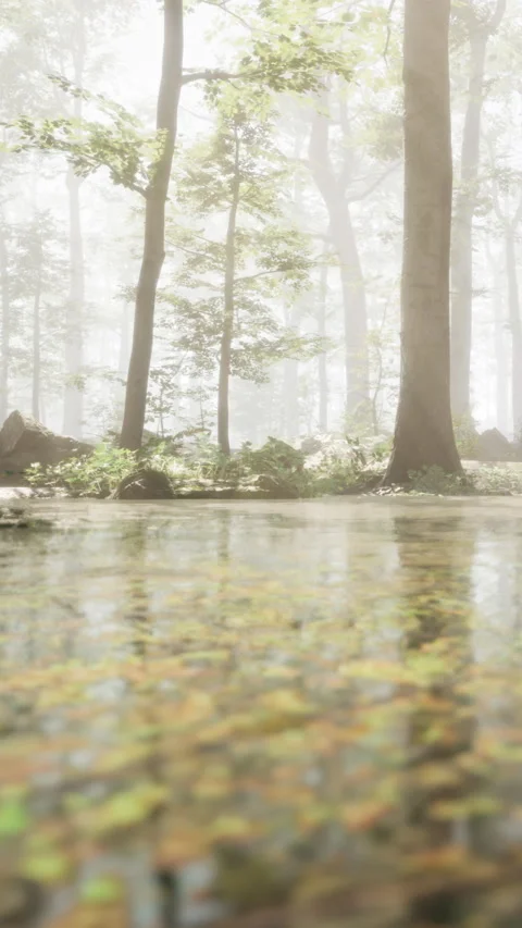 Quiet forest scene with water reflection in natural light near trees Stock Footage 340875798