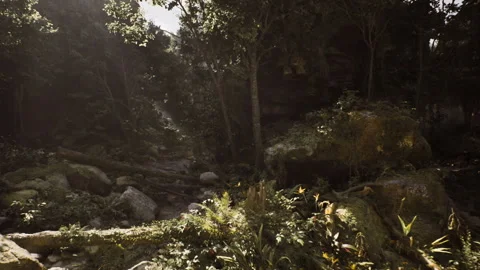 Quiet forest setting illuminated by warm sunlight emphasizing natural features Stock Footage 330248067