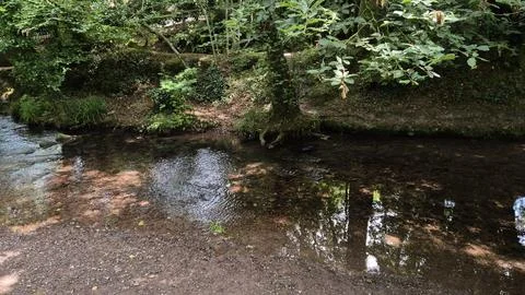 Quiet forest stream with clear water and greenery Stock Photos