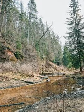 Quiet Forest Stream with Fallen Logs and Eroded Bank Stock Photos