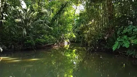 Quiet Forest Stream Stock Footage 323142803