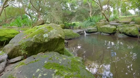 Quiet Forest Stream with Mossy Rocks - Australia Stock Footage 310942630
