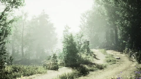 Quiet forest trail under soft illumination with shimmering dew and pine outlines Stock-Footage 342435652