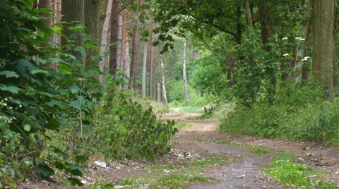 Quiet forrest Stock Footage 51533877