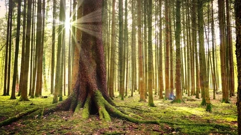 Quiet forrest with pine trees in the Netherlands Stock Footage 231487528