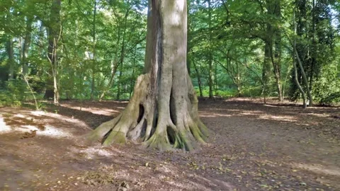 Quiet forrest with pine trees in the Netherlands Stock Footage 231488059