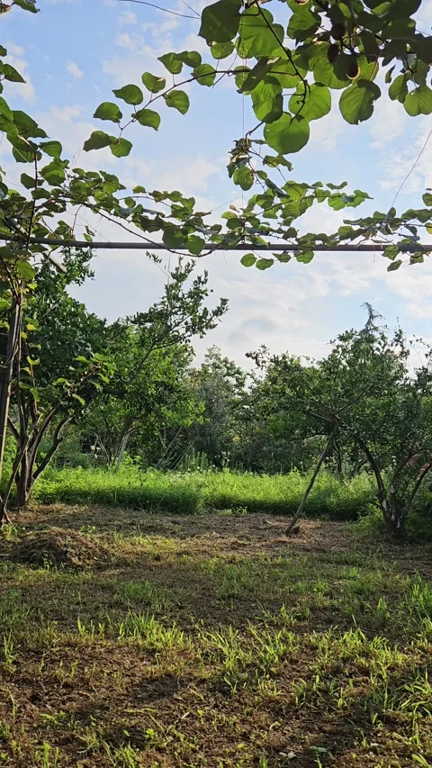 A quiet fruit orchard with leafy trees, cultivated soil and green grass is shown Stock-Footage 343551727