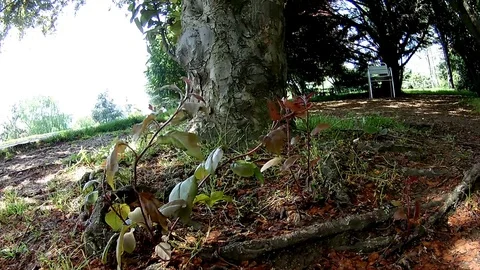 Quiet garden branch in the wind Stock Footage 86361764